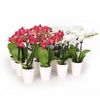 Mini White and Red Salmon Orchids 12-Pack