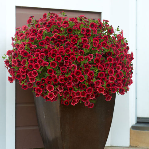 Proven Winners®  Superbells® Pomegranate Punch™ Calibrachoa