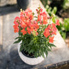 Speedy Sonnet Bronze Snapdragon