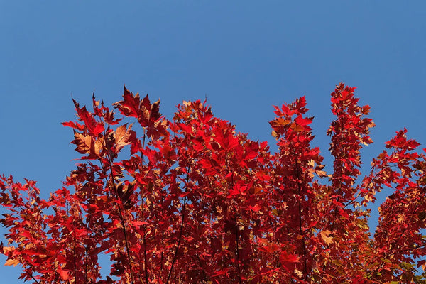 Maples for Fall: Top 4 Picks for Rich Color