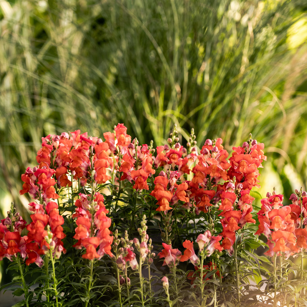 Speedy Sonnet Bronze Snapdragon