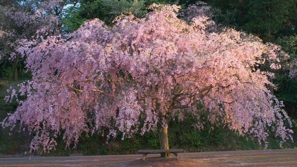 Plant Care 101: Weeping Cherry Tree