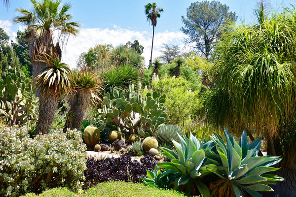 Drought Tolerant Plants: Top 4 for Hot, Dry Weather