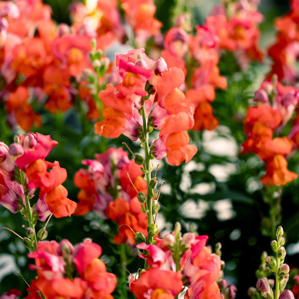 Speedy Sonnet Bronze Snapdragon