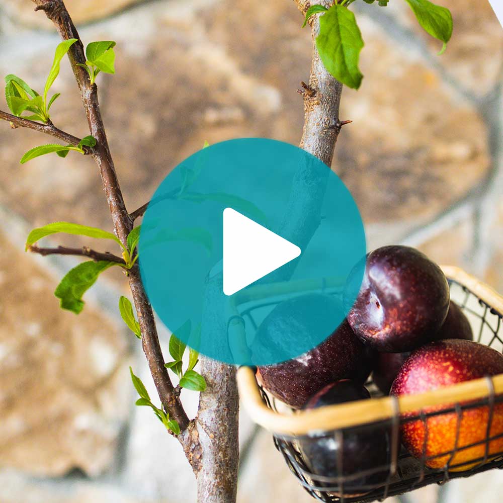 2-in-1 Plum Surprise Tree