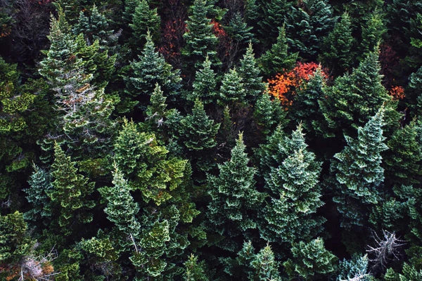Evergreen Trees: Everything You Ever Wanted to Know