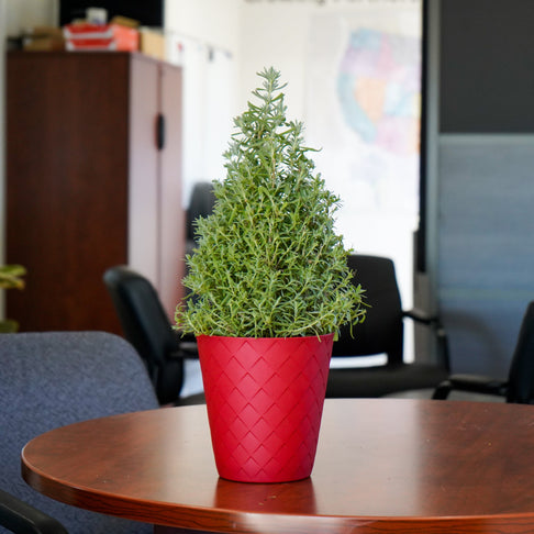 Lavender Cone in Red Lux Pot