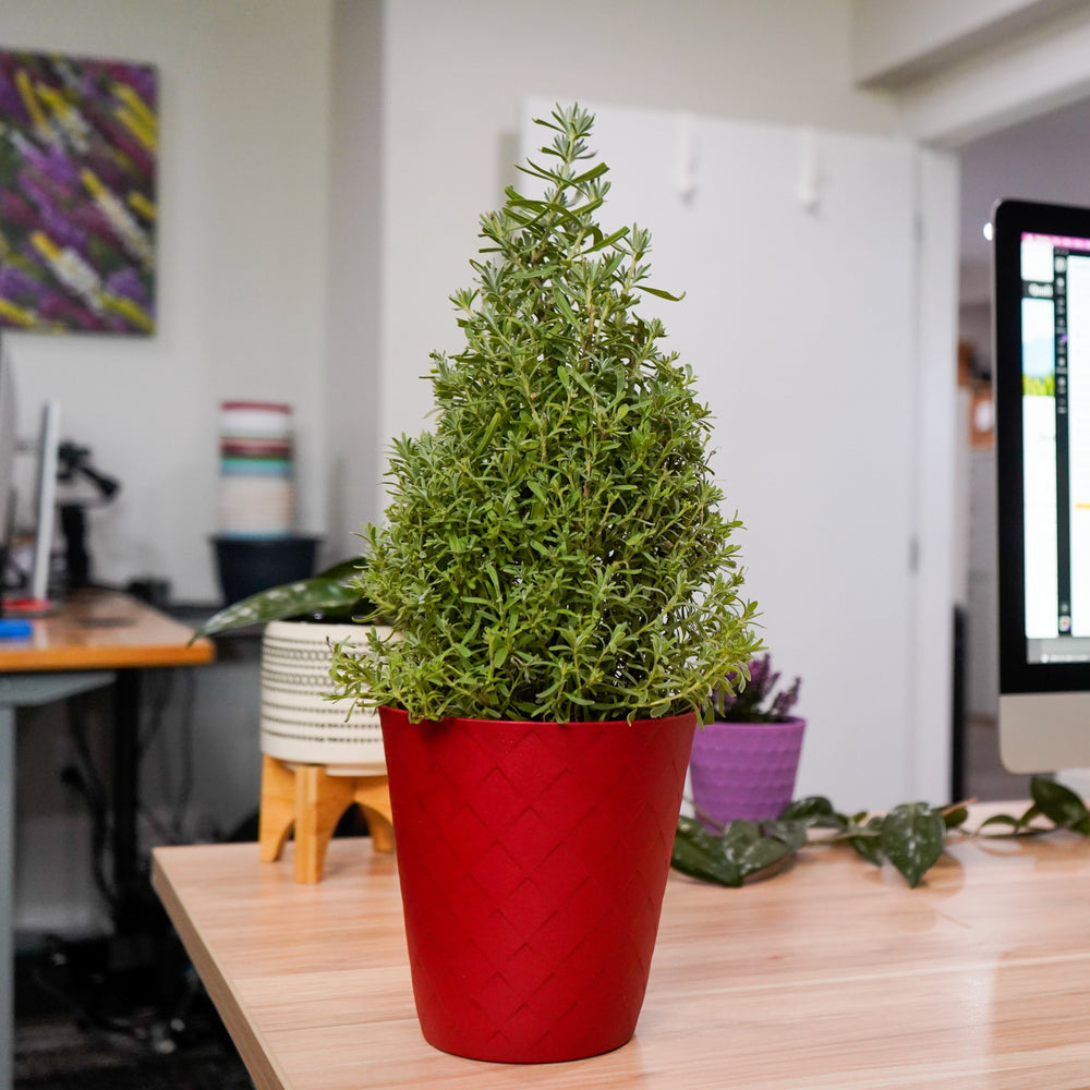 Lavender Cone in Red Lux Pot