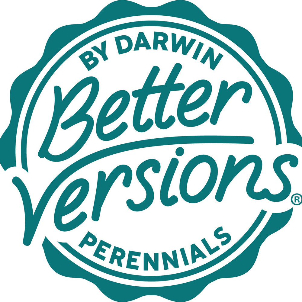 Better Versions® Ocean Sunset™ Orange Glow Ice Plant