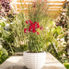 Speedy Sonnet Crimson Snapdragon