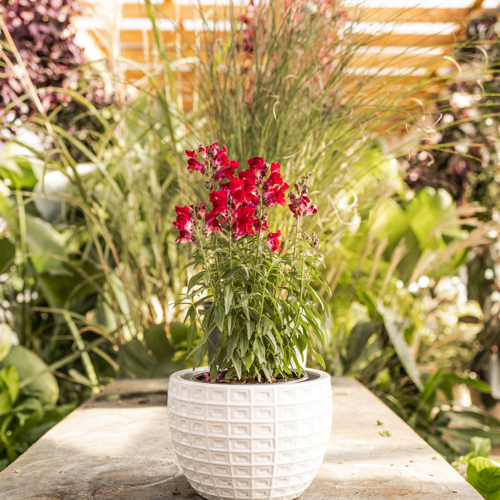 Speedy Sonnet Crimson Snapdragon
