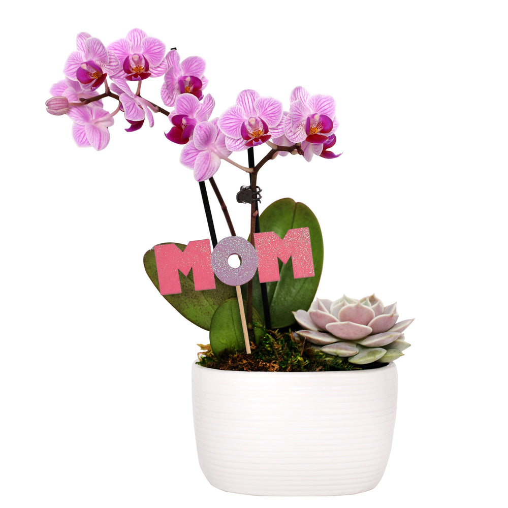 Pink Orchid-Succulent Garden with Mom Pick