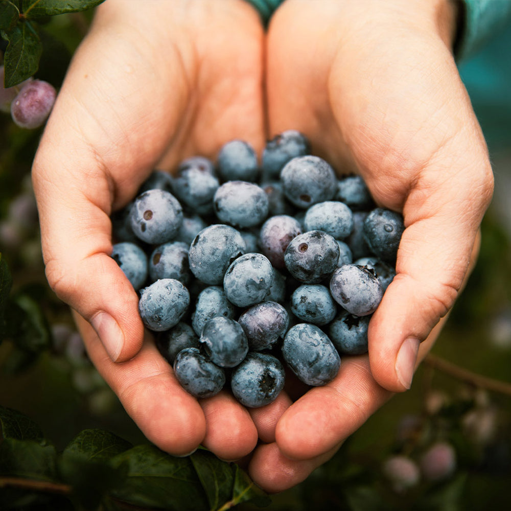 3-in-1 Blueberry Bush (Northern Highbush)