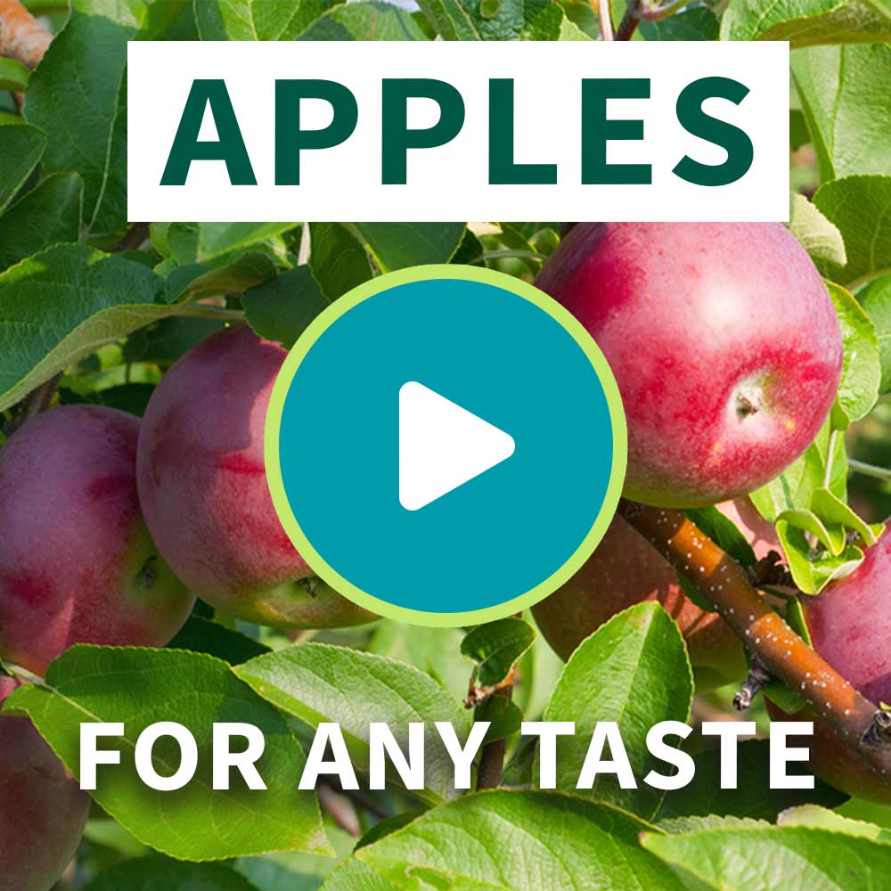 Braeburn & Gala Twisted Apple Trees for Sale