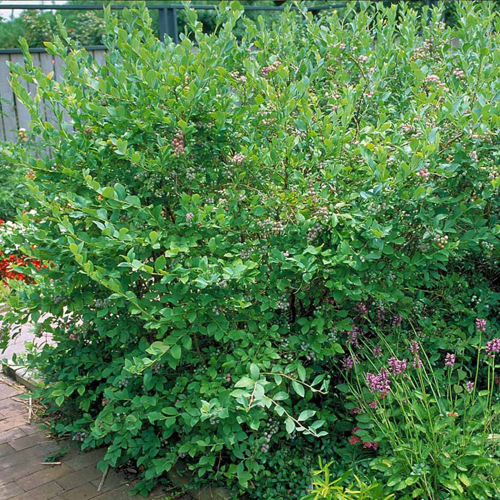 3-in-1 Blueberry Bush (Northern Highbush)