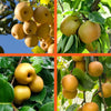 4-in-1 Asian Pear Tree