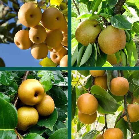 4-in-1 Asian Pear Tree