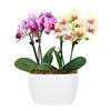 Pink and Yellow Orchid in White Ceramic Pot