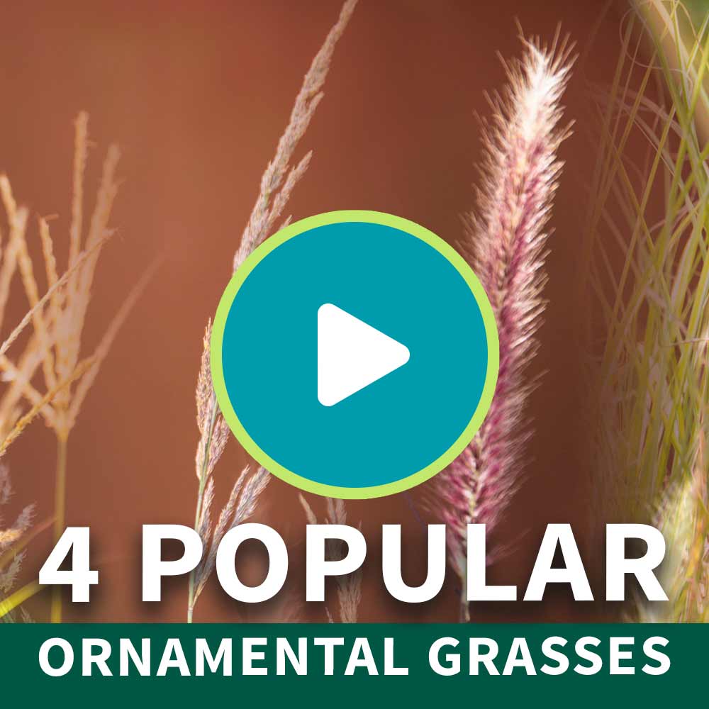 Miscanthus Gracillimus (Maiden Grass)