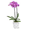 Pink Orchid in Sweetheart Pot