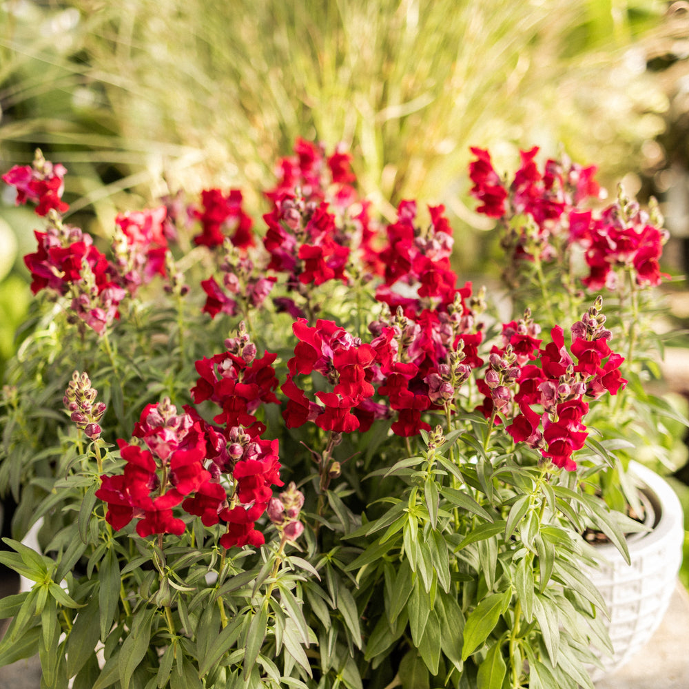Speedy Sonnet Crimson Snapdragon