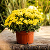 Yellow Belgian Mums®