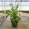Meyer Lemon Bush