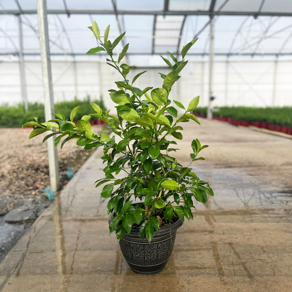 Meyer Lemon Bush