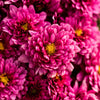 Purple Belgian Mums®