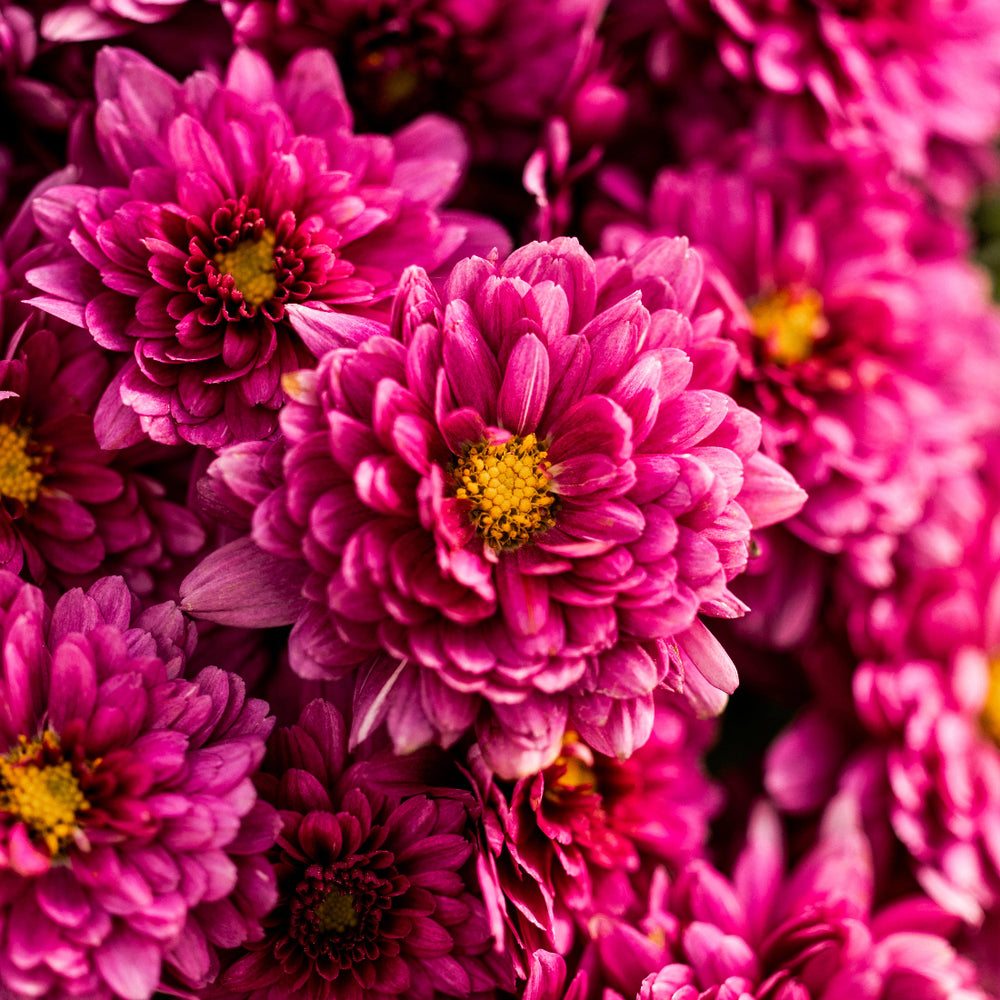 Purple Belgian Mums®
