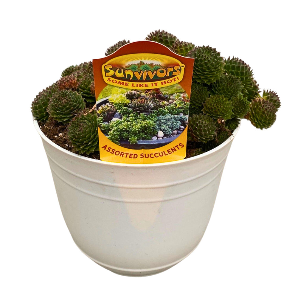 Sunvivor™ Green Wheel Hens and Chicks