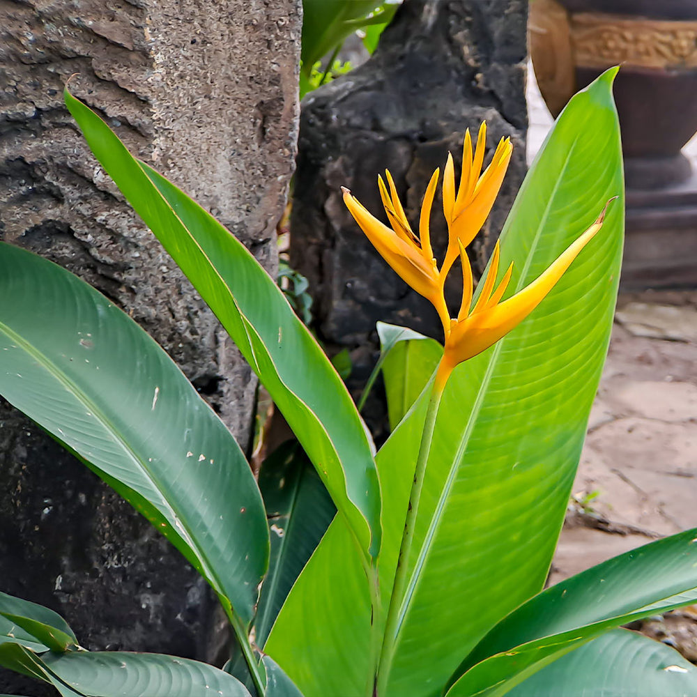 Andromeda Heliconia