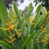 Andromeda Heliconia