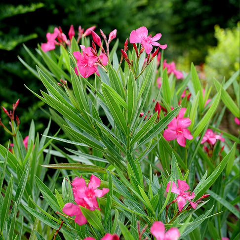 Austin Pretty Limits® Oleander Shrub