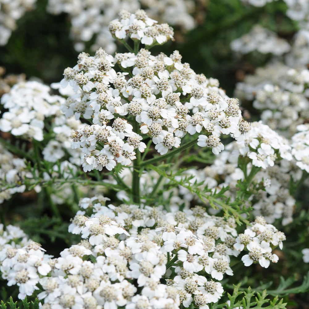 New Vintage™ White Yarrow Plant