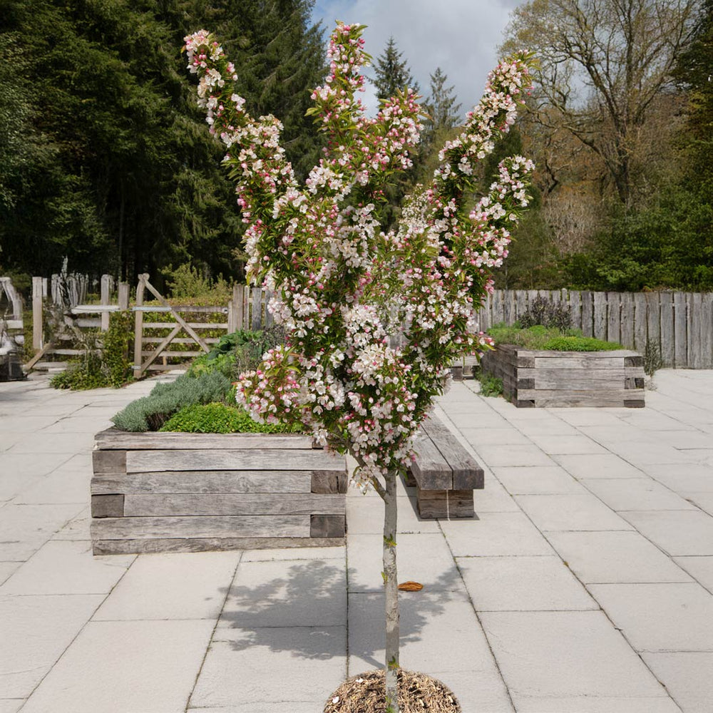 Adirondack Crabapple Tree