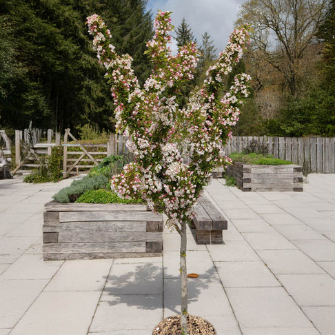 Adirondack Crabapple Tree