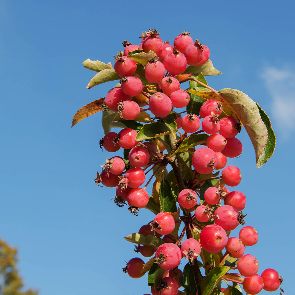 Adirondack Crabapple Tree