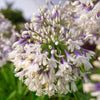 Ever Twilight™ Agapanthus Plant