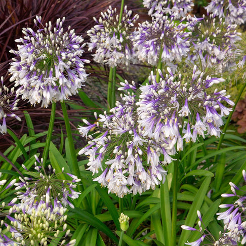Ever Twilight™ Agapanthus Plant