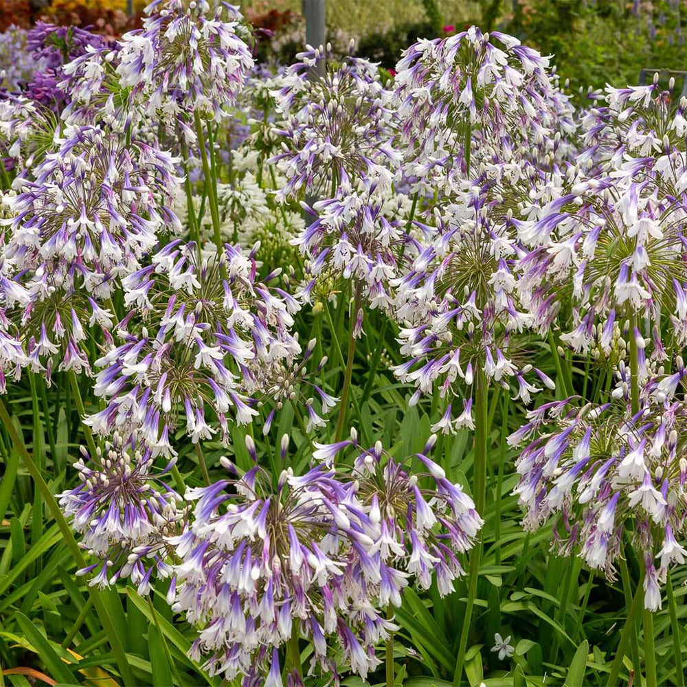 Ever Twilight™ Agapanthus Plant