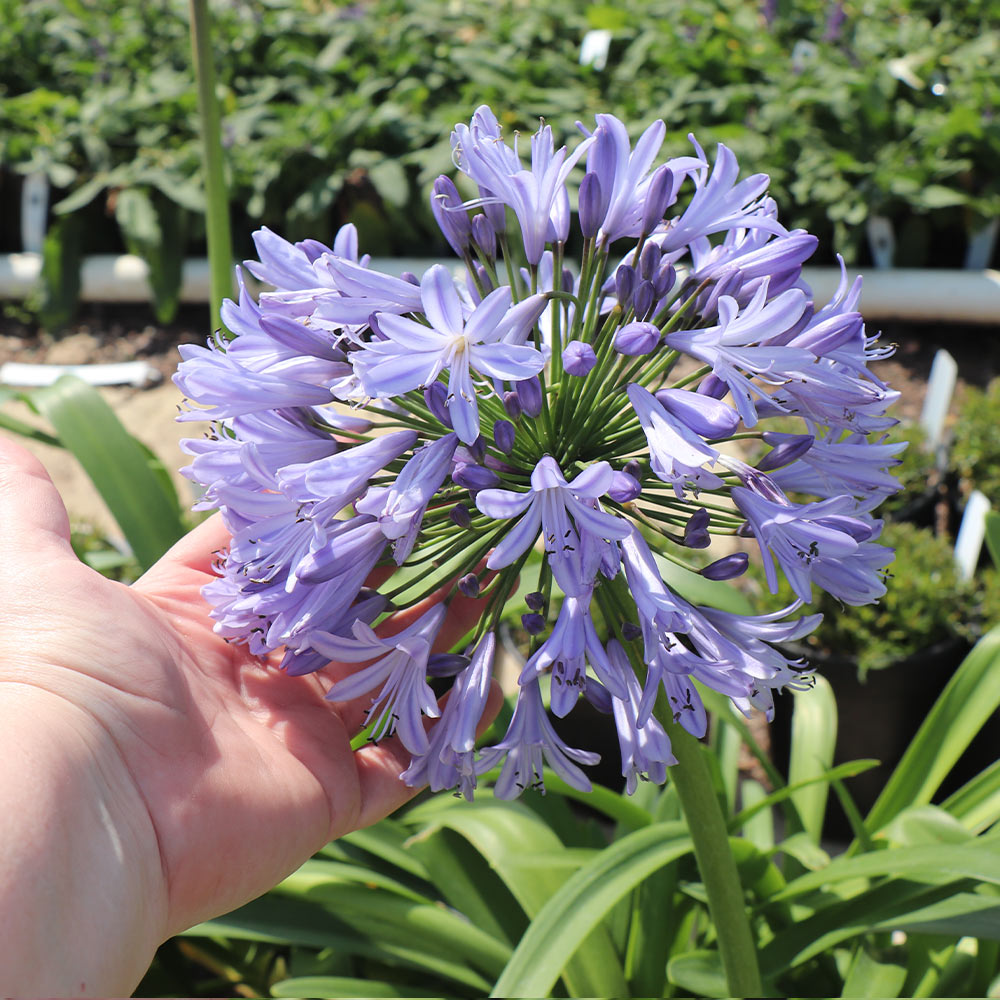 Blue Agapanthus (Lily of the Nile)