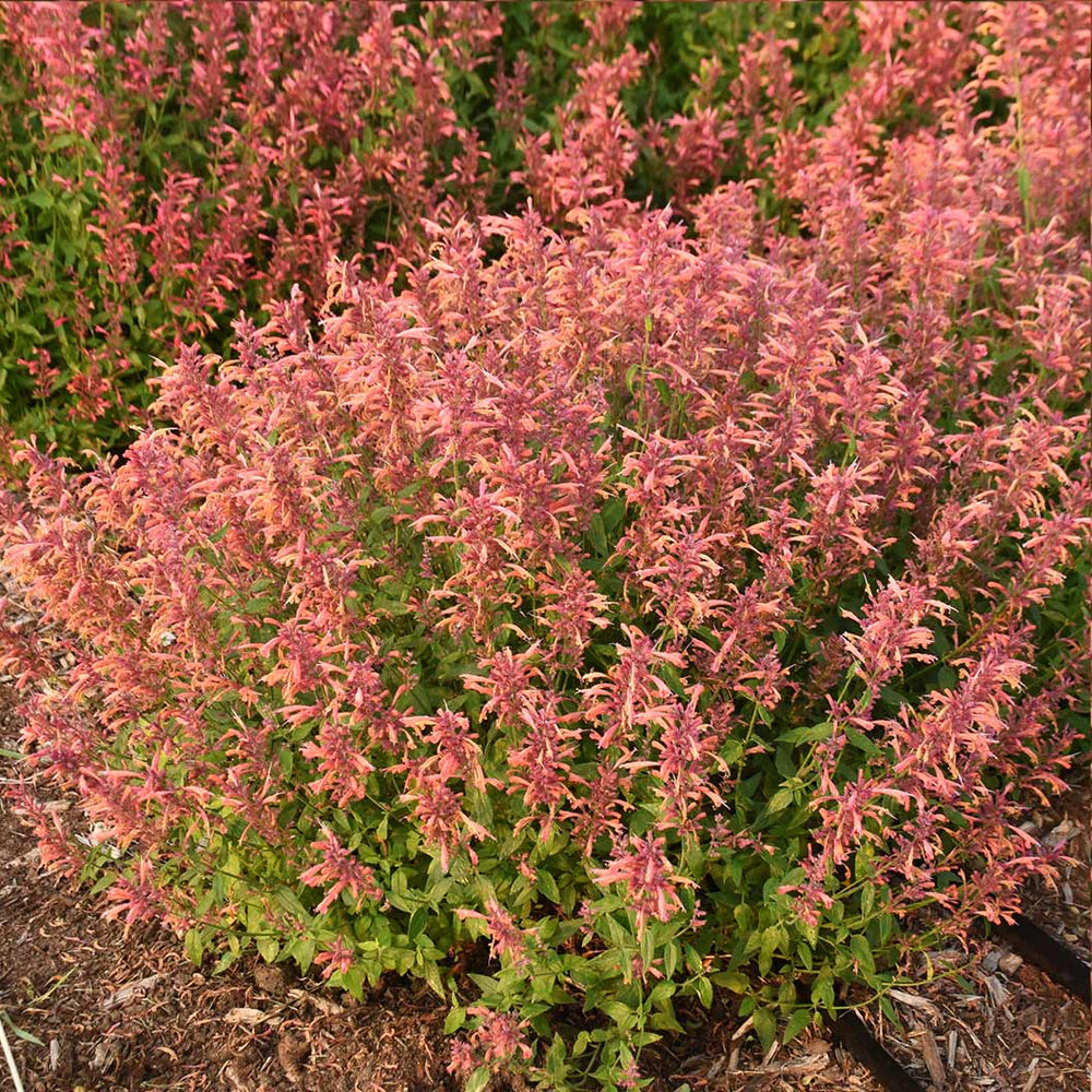 Agastache Guava Lava