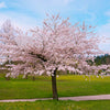 Akebono Cherry Tree