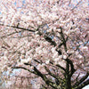 Akebono Cherry Tree