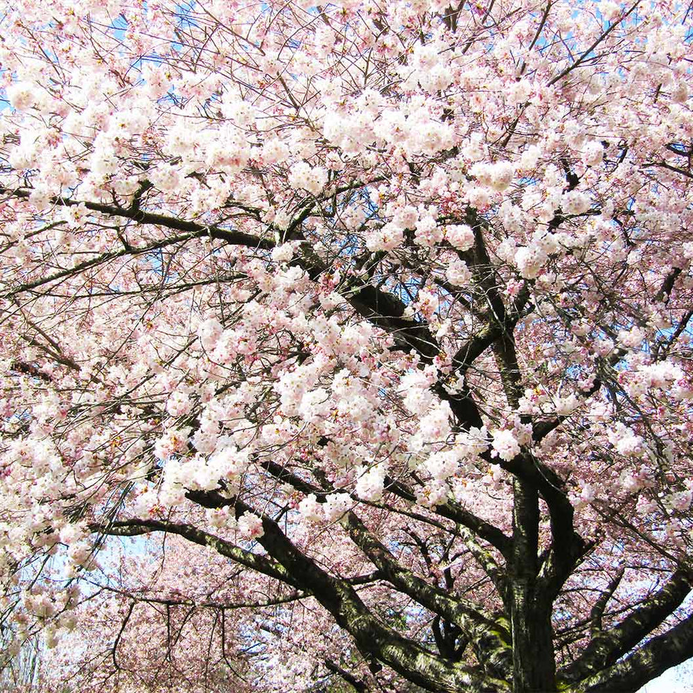 Akebono Cherry Tree