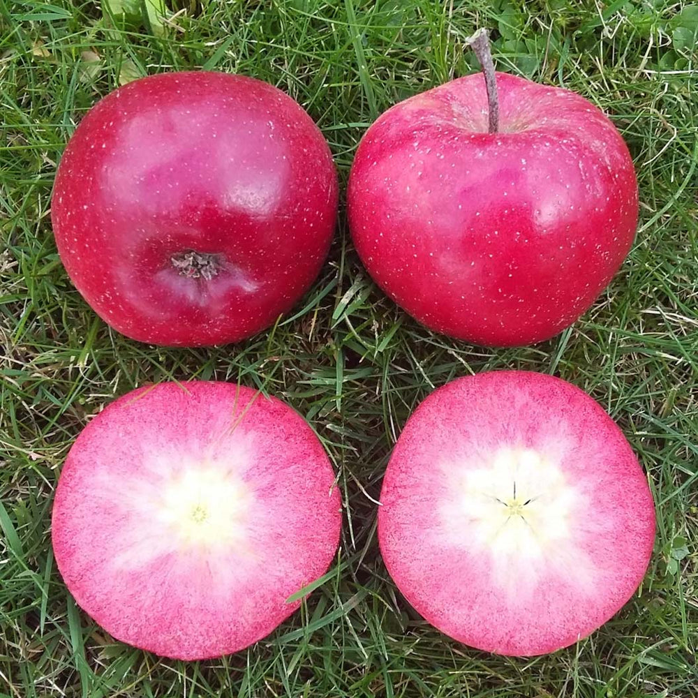 Fruit Snacks® All Red™ Columnar Apple Tree