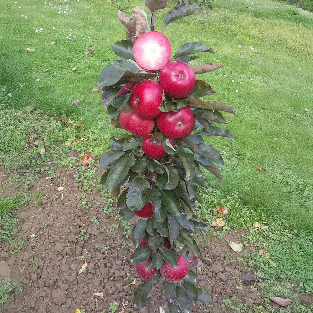 Fruit Snacks® All Red™ Columnar Apple Tree