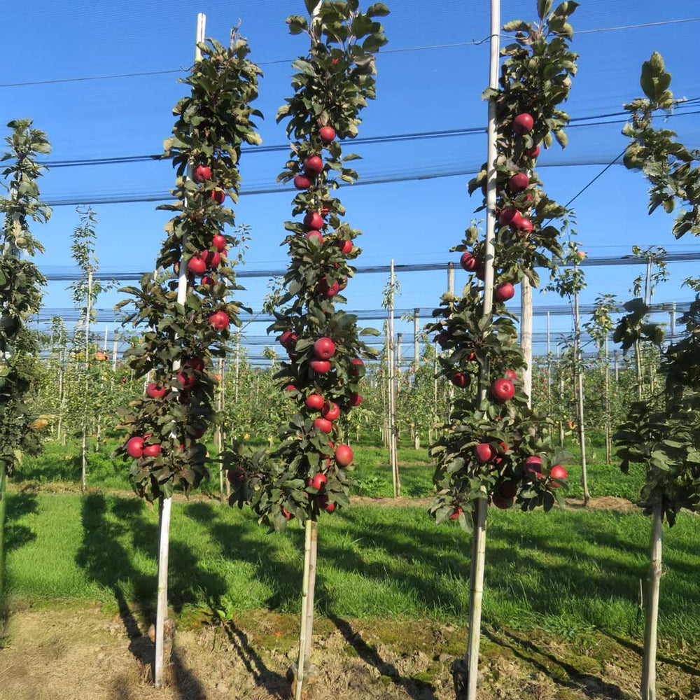 Fruit Snacks® All Red™ Columnar Apple Tree