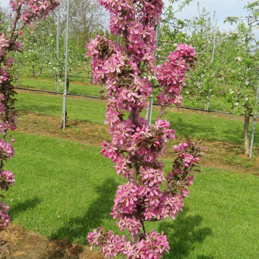 Fruit Snacks® All Red™ Columnar Apple Tree